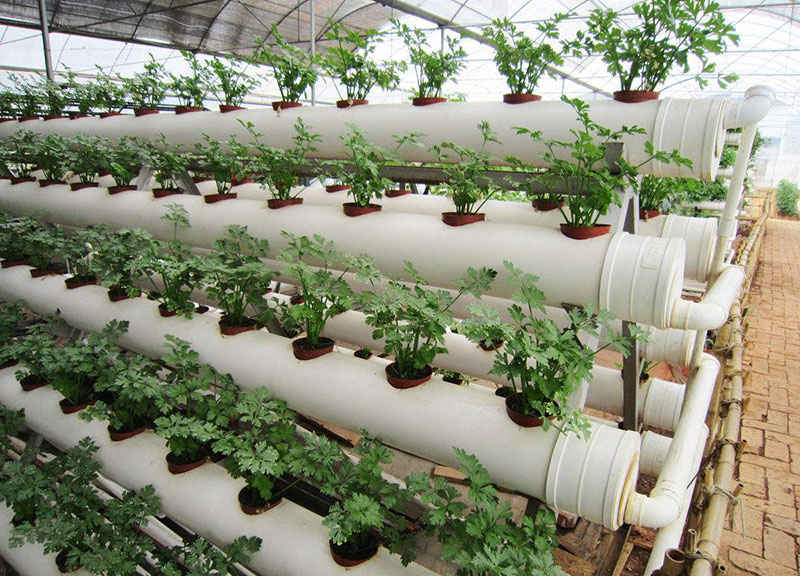 无土栽培温室大棚